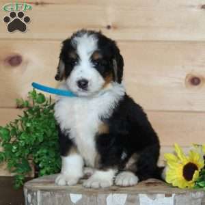 Taco Bell, Bernedoodle Puppy